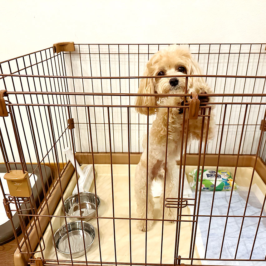 犬用アメニティも充実