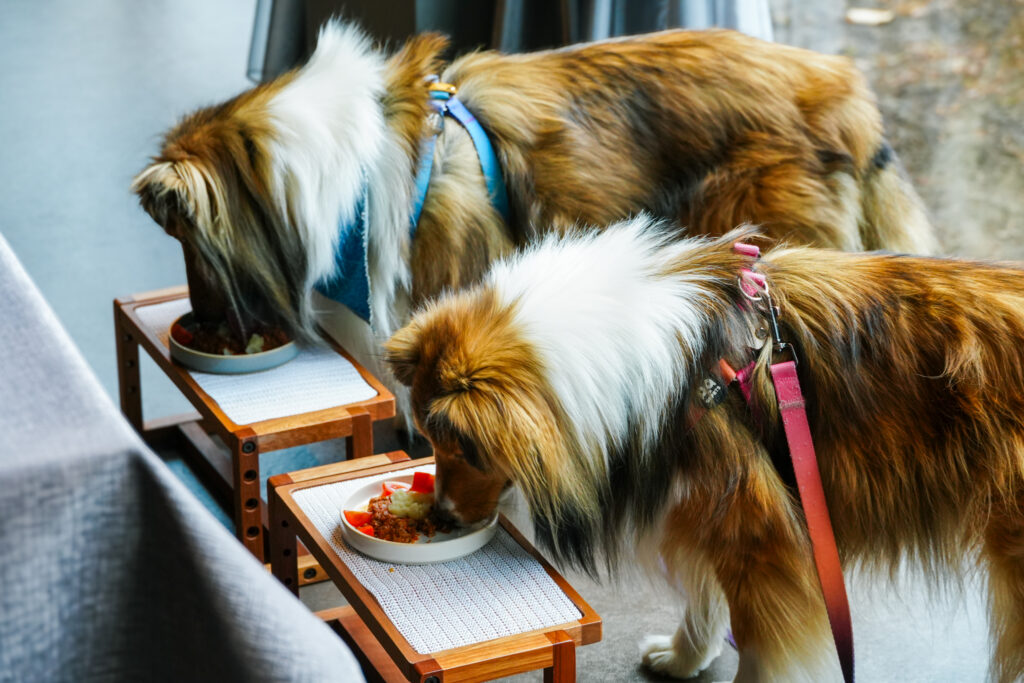 オーベルジュリゾート富士忍野の愛犬用コースメニューを食べる2頭の愛犬