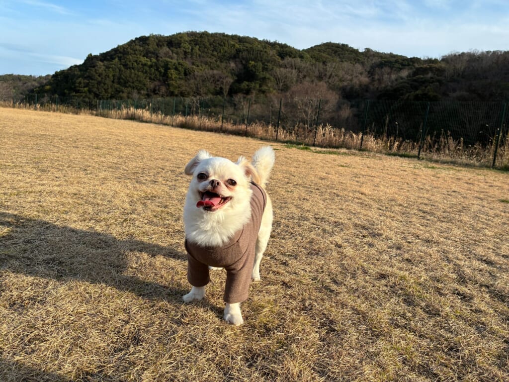 ドッググランピング淡路厚浜の芝生ドッグランを走る愛犬