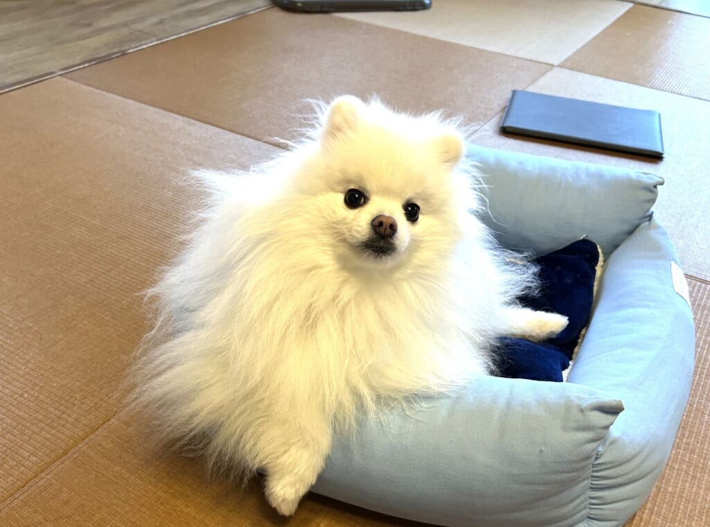 グランピングDIVAの客室でドッグベッドにくつろぐ愛犬