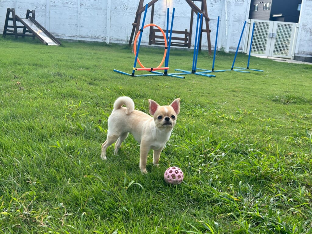 ドッググランピング滋賀高島のプライベートドッグランでボール遊びをする愛犬