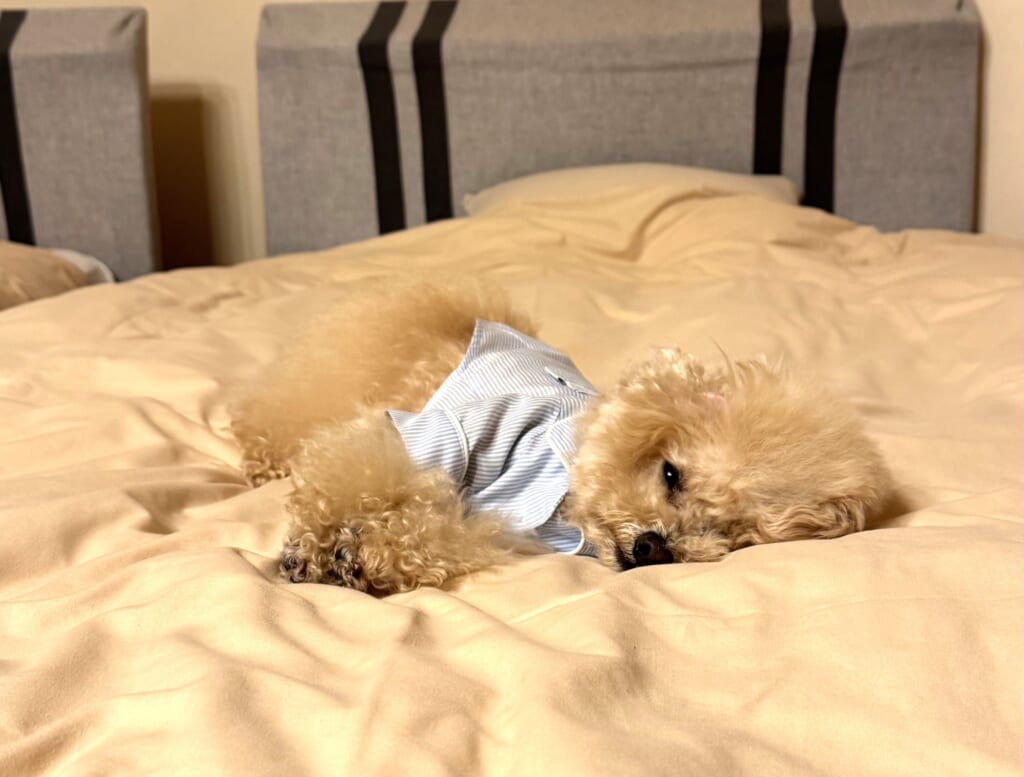 ドッグスパリゾート京都の客室ベッドで眠る愛犬
