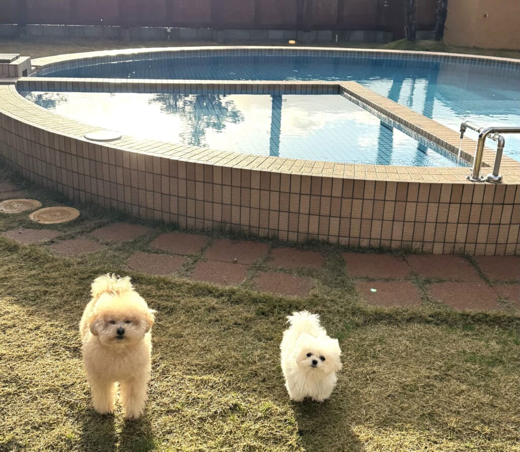 ドッグスパリゾート京都のプール脇の芝生で遊ぶ2頭の愛犬