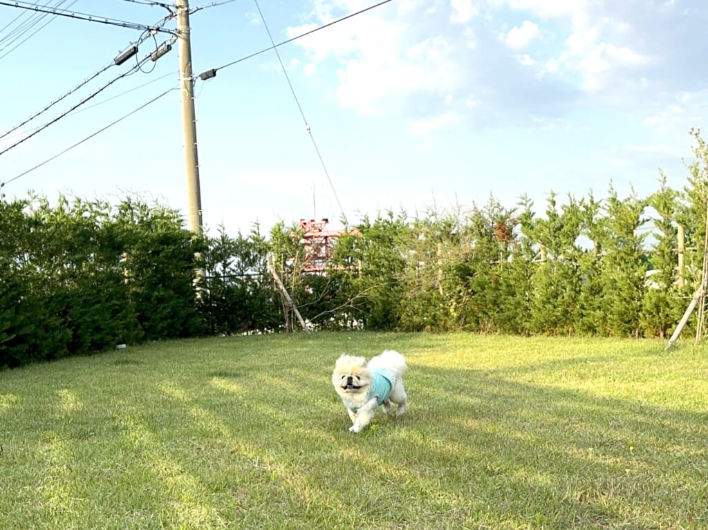グランデドッグ淡路釜口の芝生ドッグランを走る愛犬