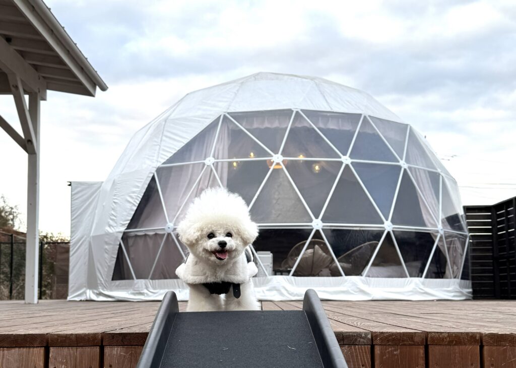 グランデ プライベート ドッグリゾート常陸のドーム客室のテラスにいる愛犬
