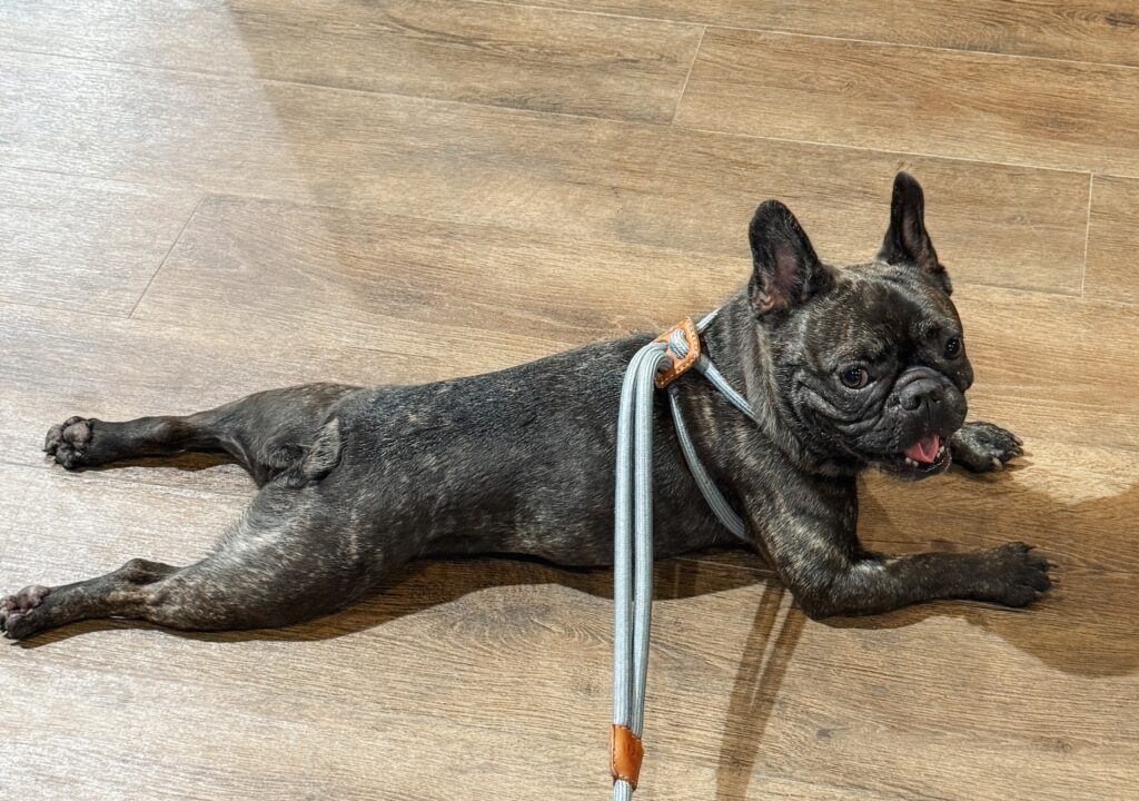 グランデ プライベート ドッグリゾート常陸の段差のない客室の床でくつろぐ愛犬