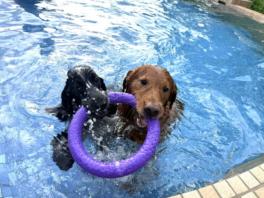 グランデ プライベート ドッグリゾート常陸のプライベートプールで泳ぐ2頭の愛犬