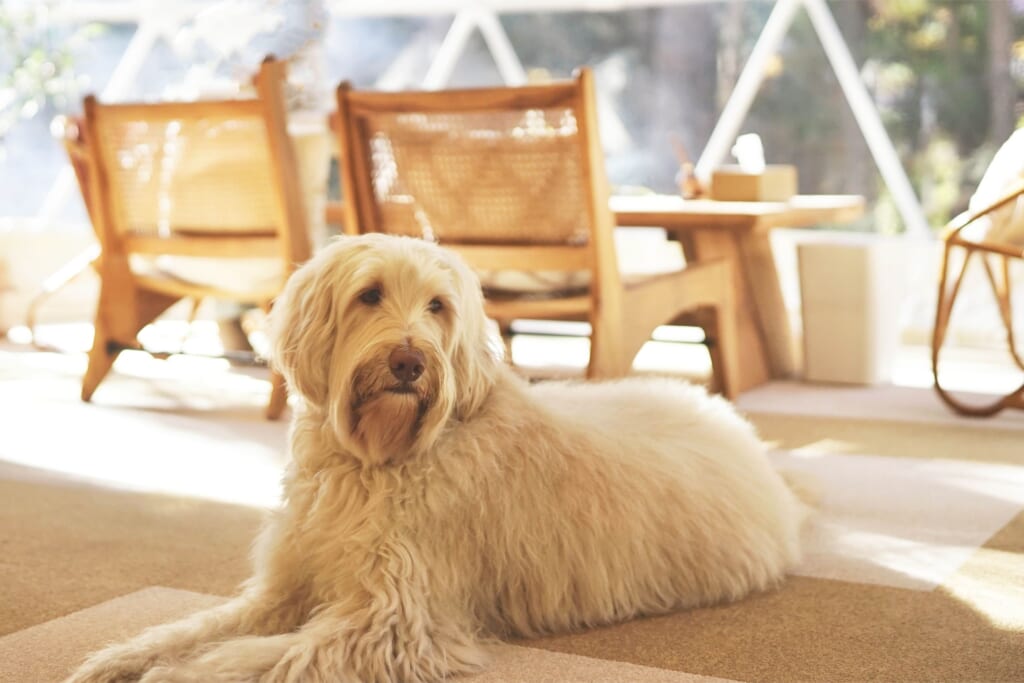 ドッググランピング河口湖の室内でノーリードでくつろぐ愛犬