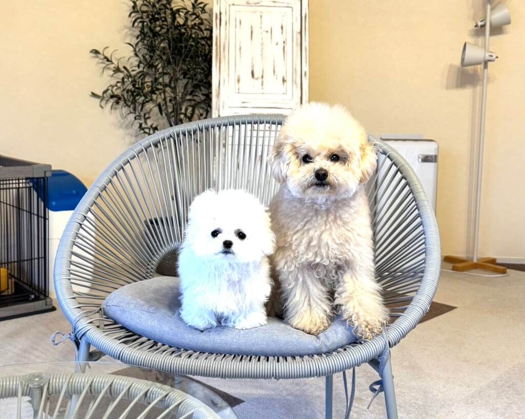 シャンプー後、ヴィラでくつろぐ愛犬たち