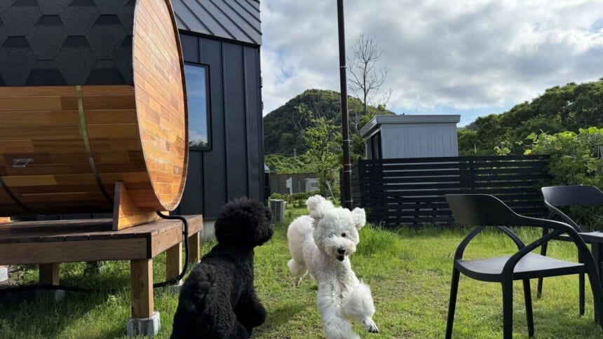 バレルサウナのそばの芝生で遊ぶ愛犬たち