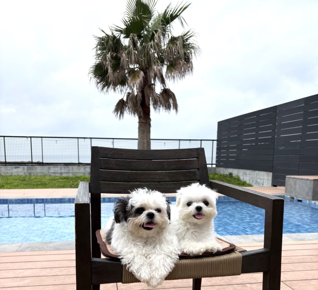 藍水のプールサイドのチェアでくつろぐ2頭の愛犬