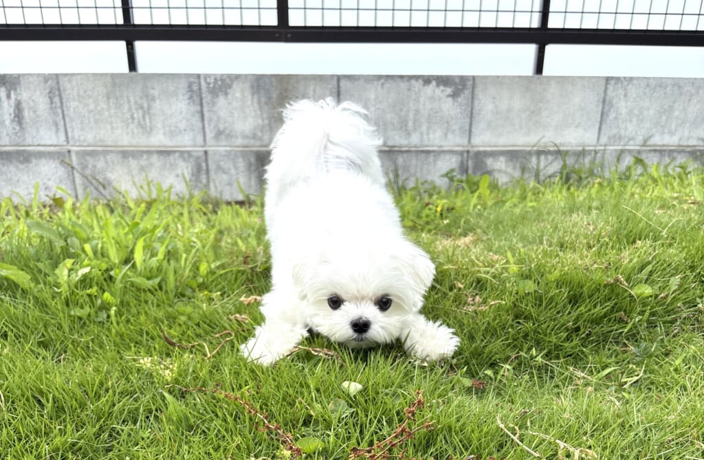 Private Ocean Villa 藍水 -ransui- の芝生のプライベートドッグランで遊ぶ愛犬
