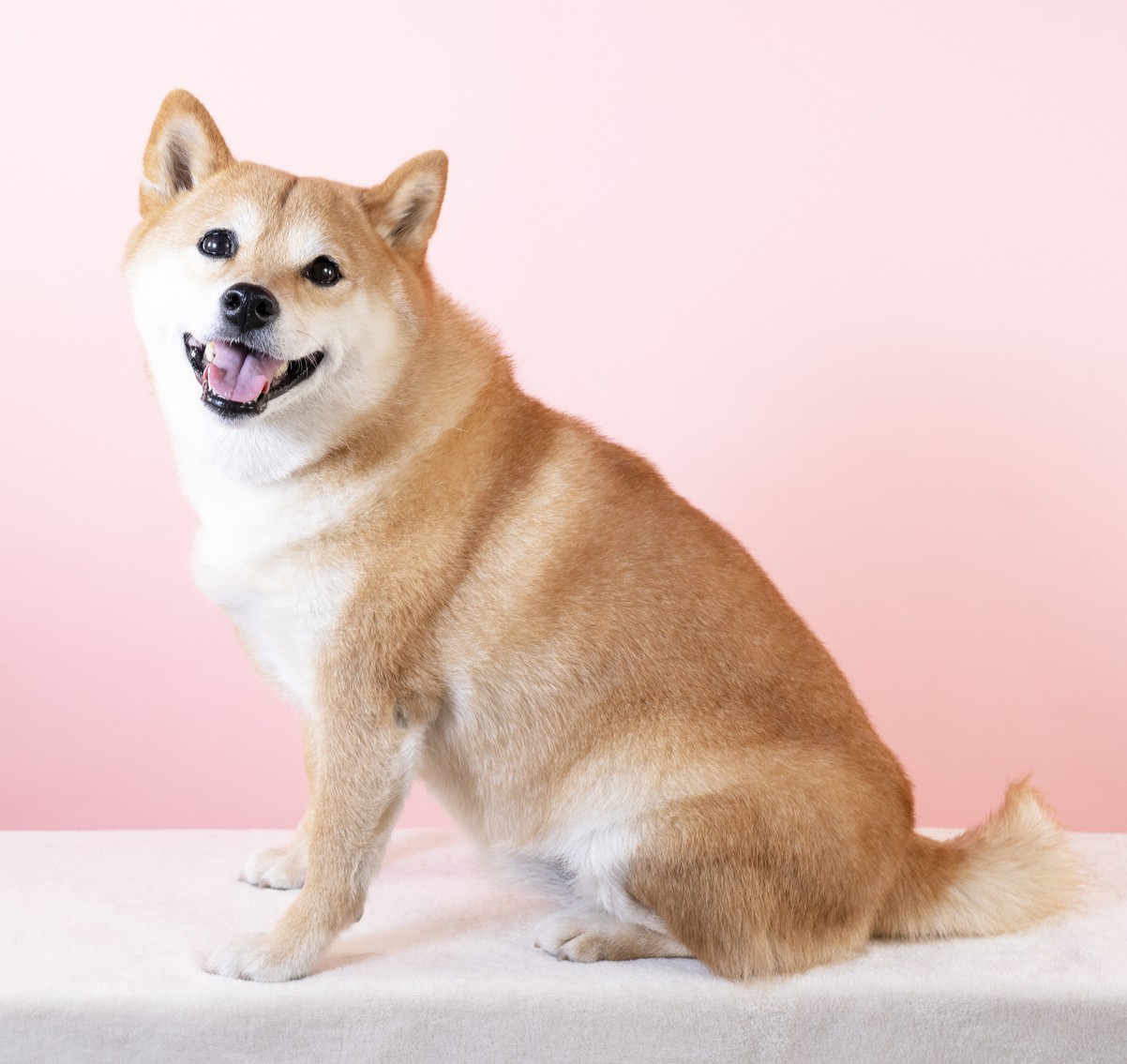 柴犬
