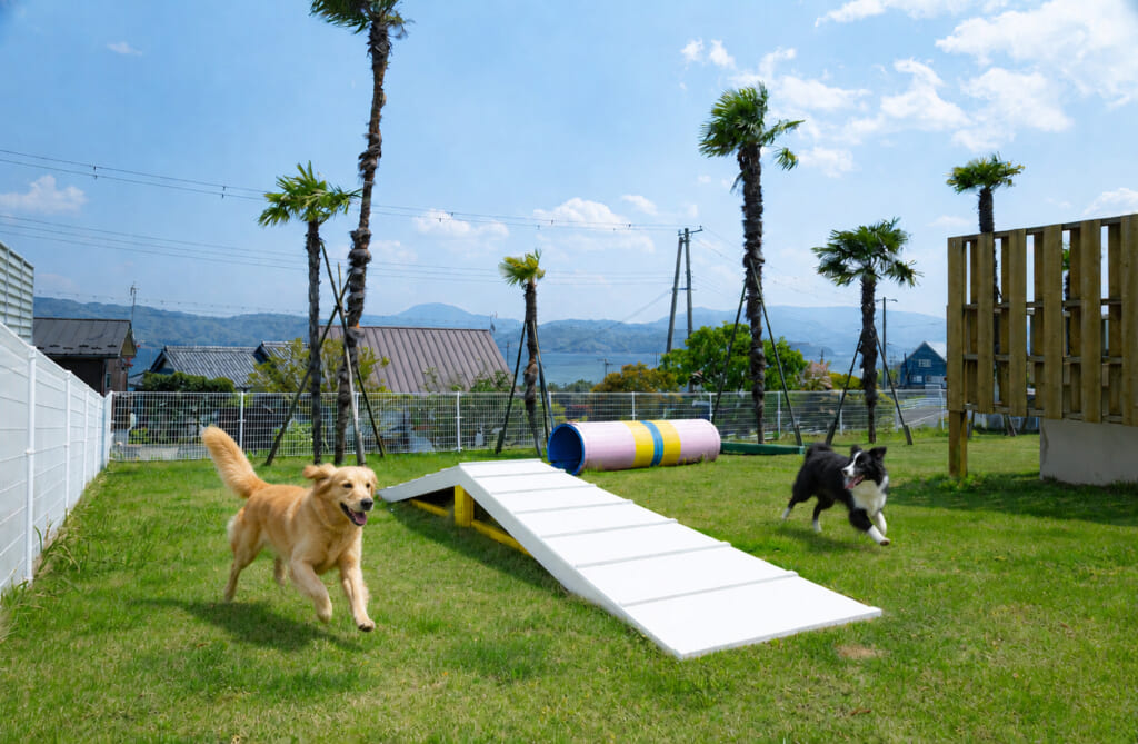 ドッグランヴィラⅡの天然芝ドッグランでアジリティ遊びをする2頭の愛犬